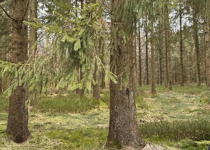 Le Gitanne Hébergement de vacances Sourbrodt